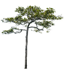 Fototapeta premium The tree that is completely separated from the background with the delicateness Can be used in many ways Has