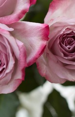 Pink Roses close up with dark pink fringed petals