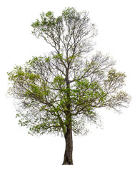 The tree that is completely separated from the background with the delicateness Can be used in many ways Has