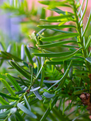 Fototapeta premium vertical view of evergreen pine branches