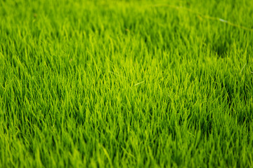 Green rice field
