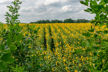 Fototapeta na wymiar Field of bright yellow sunflowers on a sunny summer day