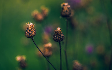 Meadow flowers