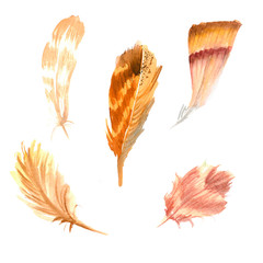 .Hand-drawn feathers, watercolor illustration. Set of multicolored feathers