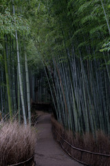 京都嵐山・竹林の小径（Kyoto Arashiyama / Bamboo Forest Path）