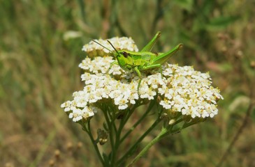 Green grasshopper on yarrow flowers in the meadow, closeup