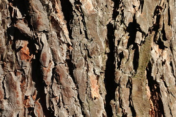 Closeup view of the pine tree bark. Textured background.