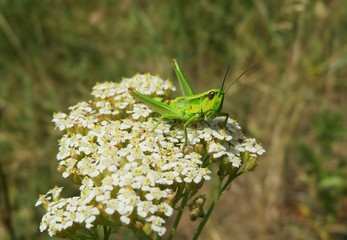 Green grasshopper on yarrow flowers in the meadow, closeup