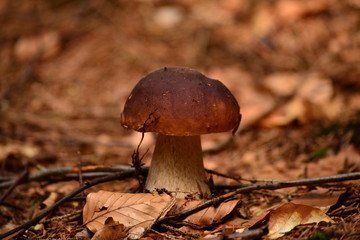 A brown mushroom in the leaves of beech