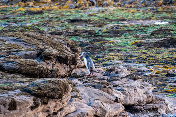 The endangered yellow-eyed penguin in in Curio Bay on the southern coast of New Zealand