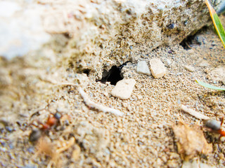ants and anthill on the ground under the stone