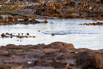 The endangered yellow-eyed penguin in a tide pool in Curio Bay on the southern coast of New Zealand