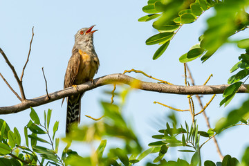 Plaintive Cuckoo perching on a perch, looking into a distance