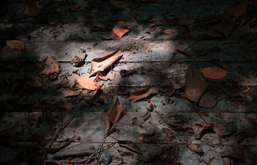 Background made of fallen leaves and wooden floor in the fall. Аutum. Photo taken in cold key