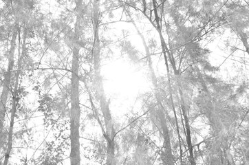 The image of the ground after the pine tree is blurred For background work or interior decoration