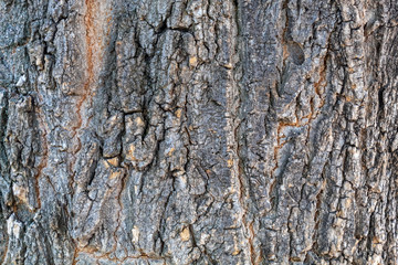 Closeup Tree Bark Texture Background