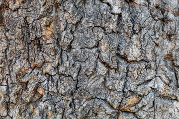 Closeup Tree Bark Texture Background