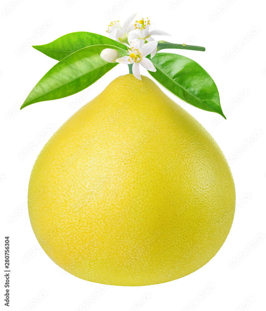 Poster isolated pomelo (pummelo) citrus fruit. fresh pomelo hanging on a branch with flowers isolated on wh