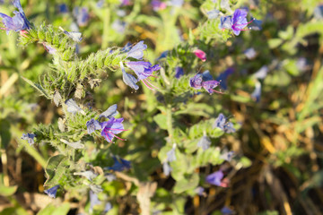Thyme grass Breckland, wild thyme Breckland, creeping thyme or thyme bloom. Culinary ingredient and aromatic spice in natural environment