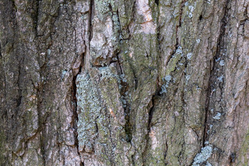 Closeup Tree Bark Texture Background