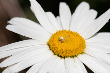 Obraz premium Spider on a Daisy
