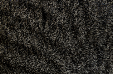 Background image caused by cat fur