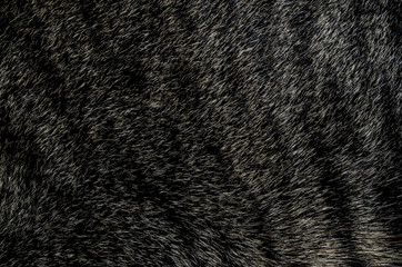 Background image caused by cat fur