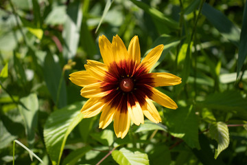 Black Eyed Susan