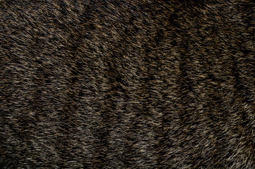 Background image caused by cat fur