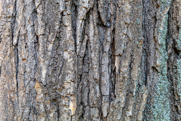 Closeup Tree Bark Texture Background
