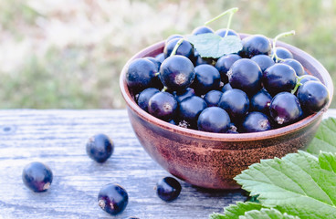 Black currant Black currant berries in a bowl near the green leaves on the nature in the garden. Harvesting black currant.