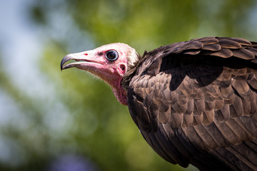 African Hooded Vulture