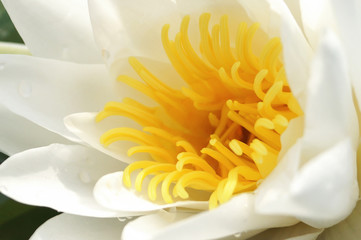 white lily lotus flower on leaf