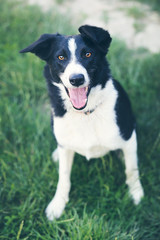 border collie on grass