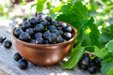 Black currant Black currant berries against the currant bush in the garden. Harvesting black...