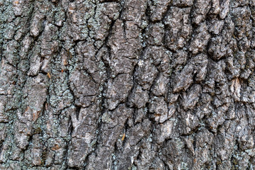 Closeup Tree Bark Texture Background