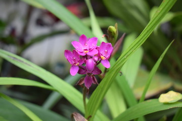 Orquídea