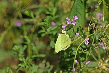 Männlicher Zitronenfalter (Gonepteryx rhamni) an Hohlzahn
