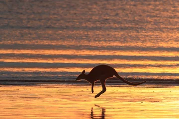 Foto auf Acrylglas Antireflex kangaroo on beach at sunrise, mackay, north queensland, australia © Frank Fichtmüller
