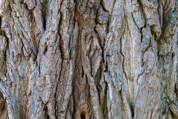 Closeup Tree Bark Texture Background