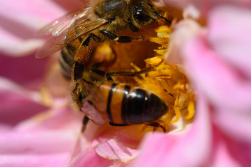 bee on flower