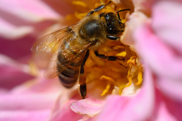 bee on flower