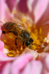 bee on flower