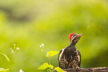 Pileated Woodpecker Bird in a closeup shot