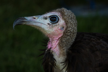 African Hooded Vulture