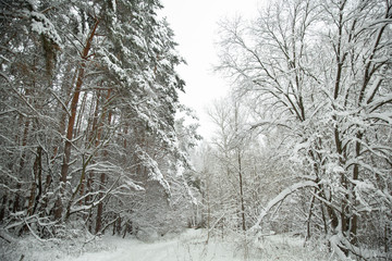 winter russia russland landscape landschaft wald forest snow schnee