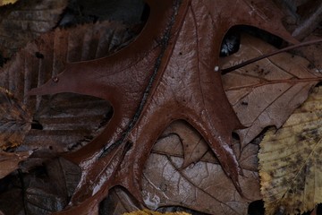 il dettaglio di una foglia