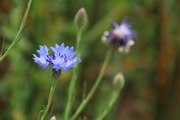 Wild flowers in summer