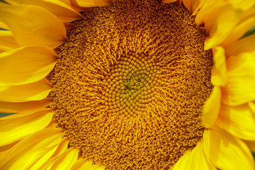 Bright yellow sunflower in summer