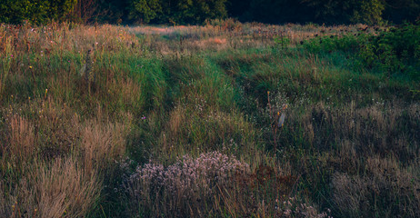 Morning nature in sunlight and dew